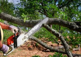 Best Arborist Consultation Services  in Redwood Valley, CA